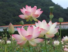 several pink and white flowers in a field