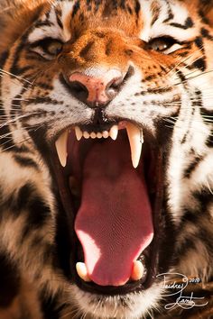 a tiger with its mouth open and the words, and your going to hear me roar