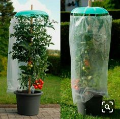 two pictures side by side, one with a tomato tree and the other with a plastic bag over it