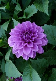 a large purple flower surrounded by green leaves