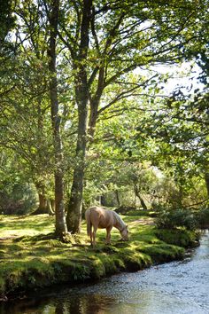 a horse grazing on grass next to a river