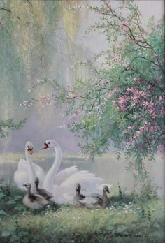 two white swans swimming in the water under a tree with pink flowers and green leaves