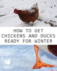 chickens and ducks in the snow with text overlay that reads how to get chickens and ducks ready for winter