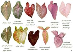 the different types of leafy plants are shown in this image, including pink and green leaves