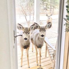 two deer standing next to each other in front of a glass door on a porch