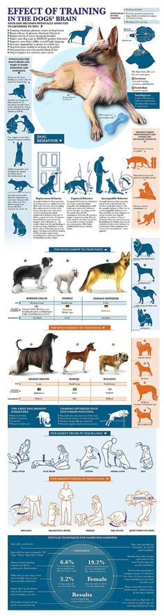 an info poster showing different types of dogs