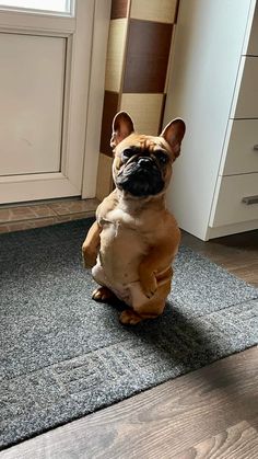 a small brown dog sitting on top of a rug