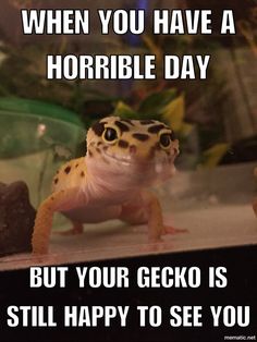 a gecko that is sitting on top of a table with the caption when you have a horrible day but your gecko is still happy to see you