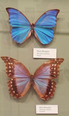 two blue butterflies on display in a glass case with name tags attached to the wings