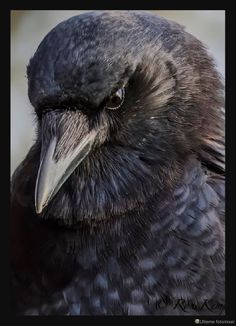 a black bird with a long beak is looking at the camera