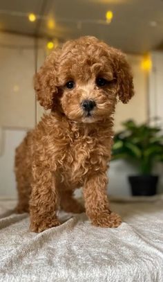 a small brown dog standing on top of a bed