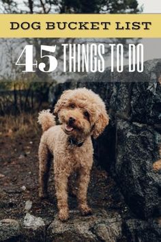 a brown dog standing on top of a rock covered ground with text overlay reading,'45 things to do '