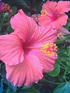 two pink flowers with water droplets on them