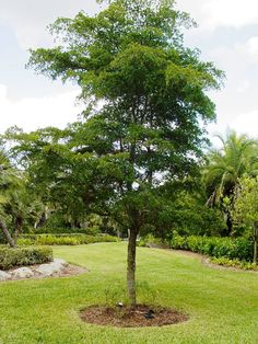 a small tree in the middle of a grassy area