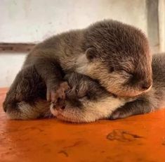 two baby otters cuddle together on the floor