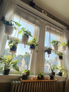 several potted plants are hanging from the window sill in front of a radiator