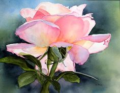 Peace Rose, Daily Painting, Watercolor Rose, Arte Floral