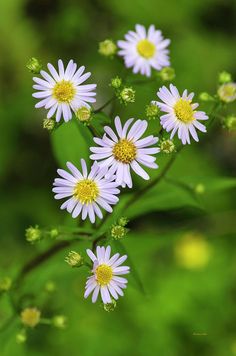 several white flowers with yellow centers are in the middle of some green leaves and grass