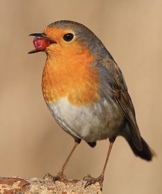 a small bird standing on top of a tree branch with its mouth open and tongue out