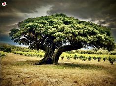 a large tree sitting in the middle of a lush green field under a cloudy sky