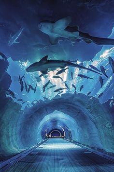 an underwater tunnel filled with lots of sharks and other sea creatures in the ocean water