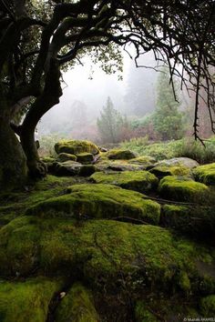 moss covered rocks and trees on a foggy day