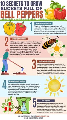 the benefits of beekeepers for bees and how to use them in their home garden