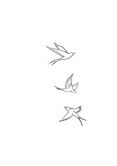 three birds flying in the sky on a white background