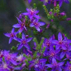 purple flowers are blooming in the wild with green stems and tiny white stamens