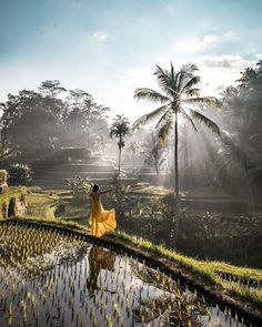 two people standing in the middle of a rice field with palm trees and sun shining down on them