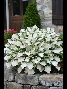 a large white flower sitting on top of a pile of rocks in front of a house