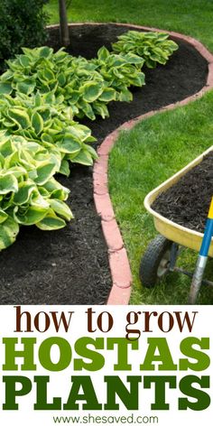 how to grow hostas and plants in the garden with text overlay that reads, how to grow hostas and plants