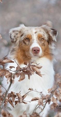 a brown and white dog is sitting in the bushes looking at something with his eyes wide open