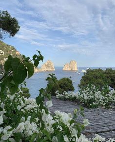 white flowers are growing on the side of a wooden walkway near water and mountains in the distance