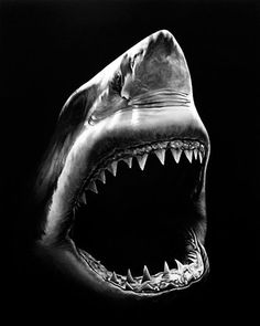 a black and white photo of a shark with its mouth open