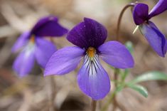 two purple flowers with yellow stamens in the foreground and brown grass in the background