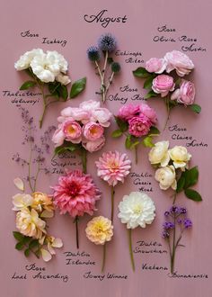 flowers are arranged on a pink background with the names of each flower and their meanings