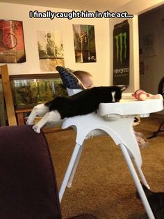 a black and white cat laying on top of a baby's highchair