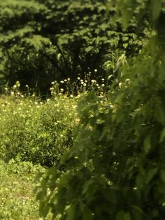 a giraffe standing in the middle of a lush green field