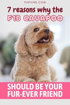 a brown dog sitting on top of a white floor next to a pink sign that says 7 reason why the fib cavapoo should be your fur - ever friend