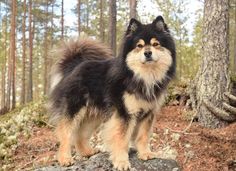 a black and brown dog standing on top of a rock in front of some trees