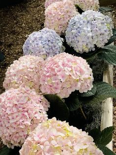 pink and blue hydrangeas in a wooden planter