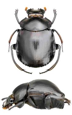 an image of a beetle with two legs