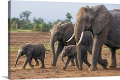 an adult elephant and two baby elephants walking together in the dirt with trees in the background