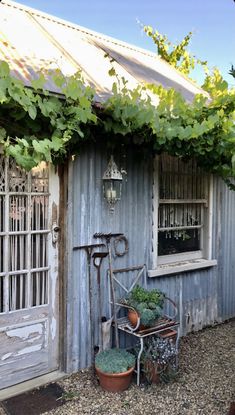 an old shed with vines growing on the roof and door, next to potted plants