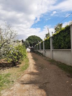 a dirt road next to a white fence and some green bushes on the side of it