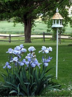 blue flowers are in the grass near a light pole and fenced in area with trees