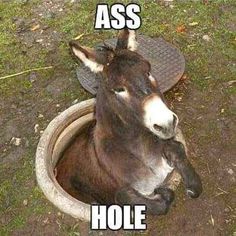 Animal Captions, A Donkey, Funny Animal Jokes, 웃긴 사진, Funny Animal Memes, Animal Jokes, Funny Puns, Funny Animal Pictures