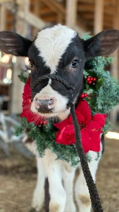 a black and white cow wearing a christmas wreath