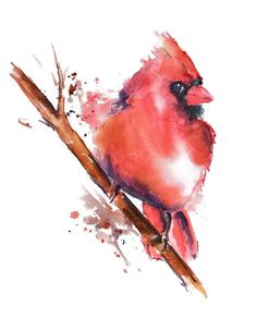 a watercolor painting of a cardinal perched on a branch